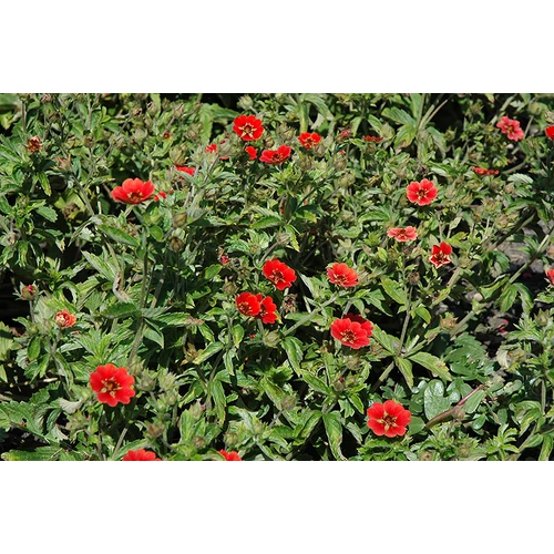 Pimpó piros - Potentilla 'Flamenco' 20/30cm K14cm