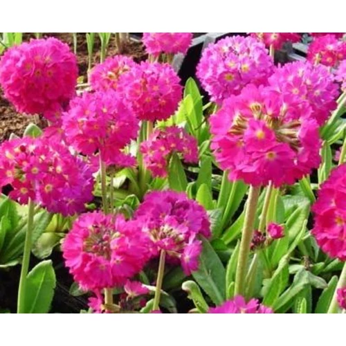 Primula denticulata 'Corolla Deep Rose'