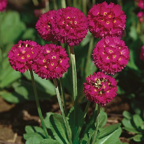 Primula denticulata 'Prom Deep Rose'