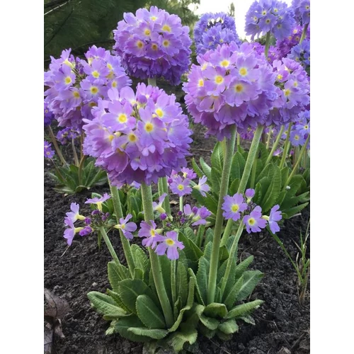 Primula denticulata 'Prom Lilac'
