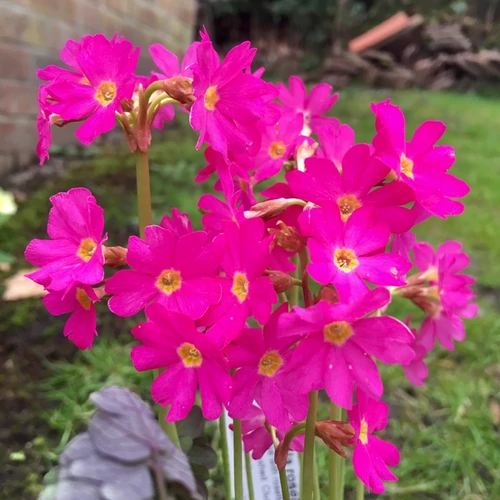 Primula rosea 'Grandiflora'