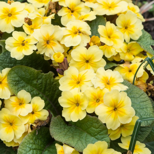 Kankalin tavaszi sárga - Primula veris 'Goldnugget Yellow' 10/20cm K9x9cm