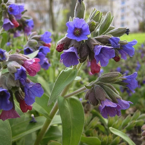 Pulmonaria angustifolia 'Blue Ensign'