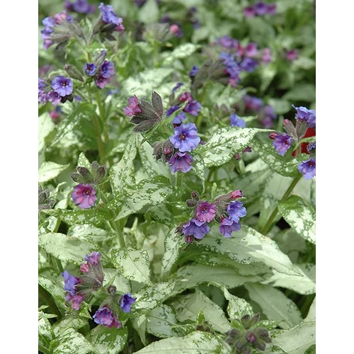Tüdőfű ezüstlevelű - Pulmonaria longifolia 'Diana Clare' 20/30cm K14cm