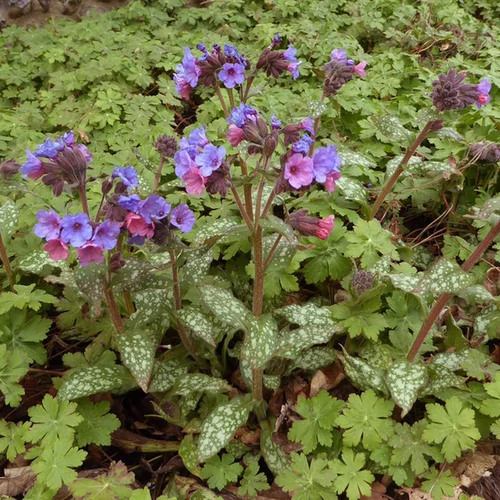 Pulmonaria officinalis