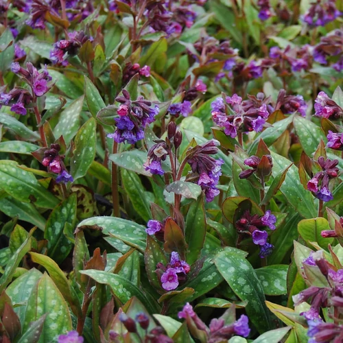 Pulmonaria saccharata 'Majeste'