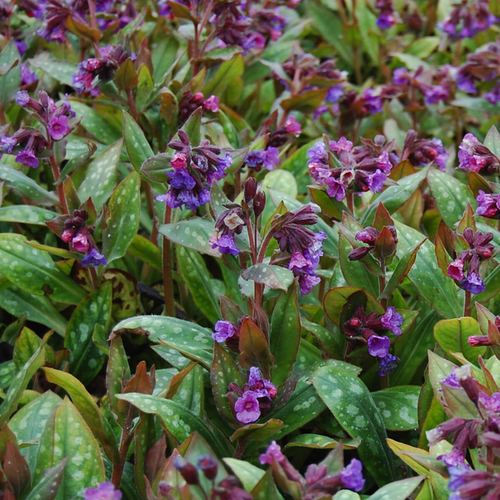 Pulmonaria saccharata 'Majeste'
