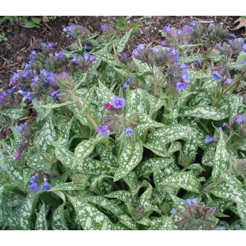 Pulmonaria 'Trevi Fountain'