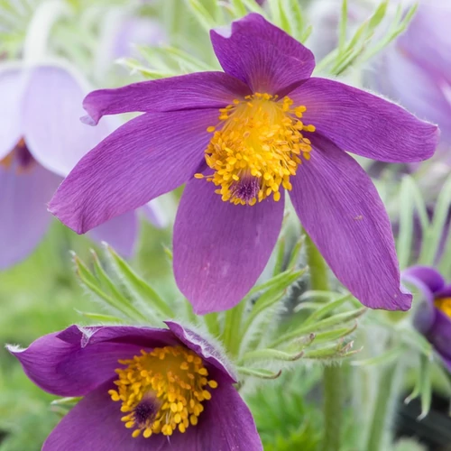 Pulsatilla vulgaris 'Pinwheel Blue Violet Shades'