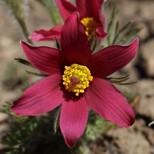 Pulsatilla vulgaris 'Pinwheel Dark Red Shades'