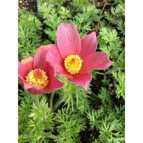 Pulsatilla vulgaris 'Röde Klokke'