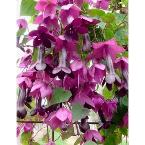 Rhodochiton 'Purple Bells'