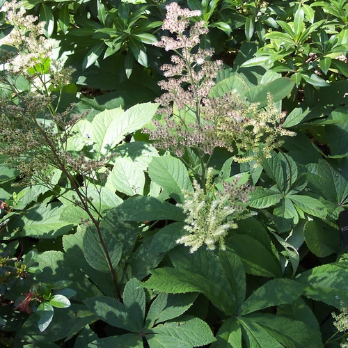 Rodgersia aesculifolia