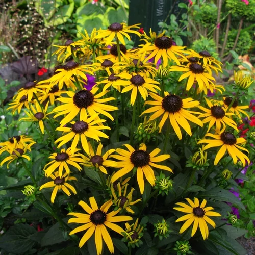 Rudbeckia fulgida 'Little Goldstar'