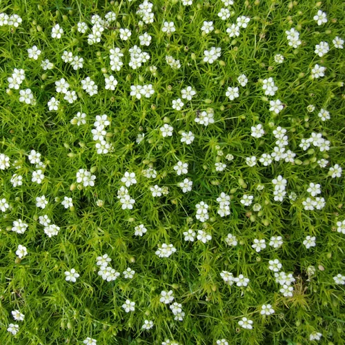Sagina subulata 'Supreme'