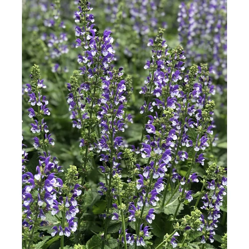 Salvia pratensis 'Fashionista Azure Snow'