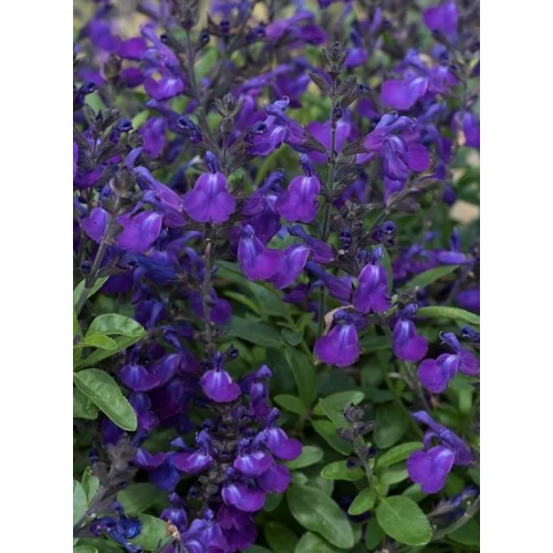 Salvia greggii 'Mirage Blue'