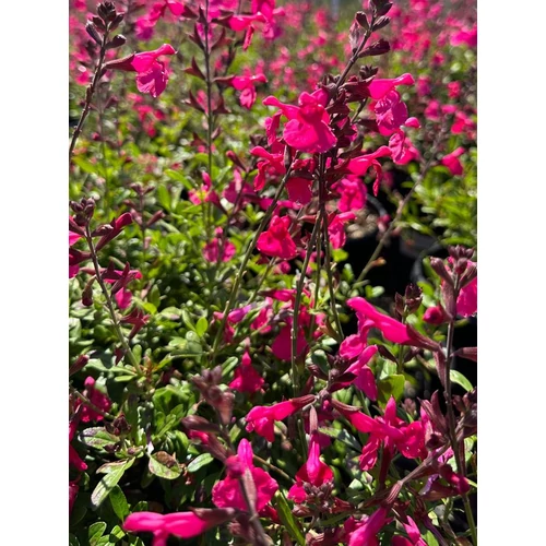 Salvia greggii 'Mirage Pink'