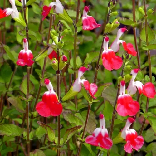 Salvia microphylla 'Hot Lips'