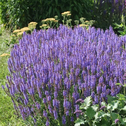 Salvia nemorosa 'Blauhügel'