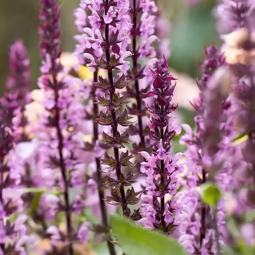 Salvia nemorosa 'Caradonna Pink'