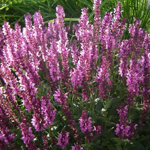 Salvia nemorosa 'Pink Beauty'