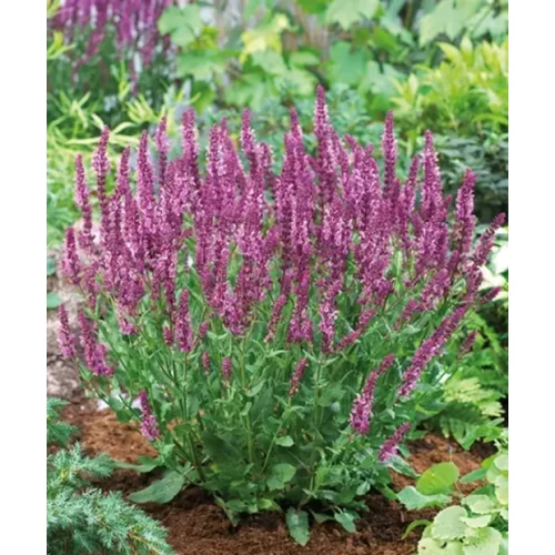 Salvia nemorosa 'Sensation Compact Bright Rose'