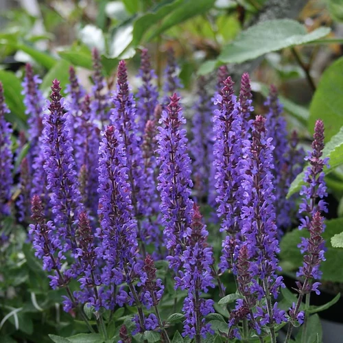 Salvia nemorosa 'Sensation Compact Deep Blue'