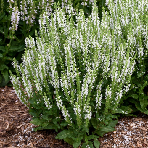 Salvia nemorosa 'Sensation Compact White'