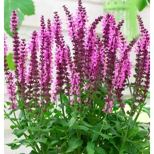 Salvia nemorosa 'Sensation Medium Deep Rose'