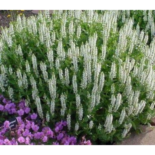 Salvia nemorosa 'Sensation Medium White'