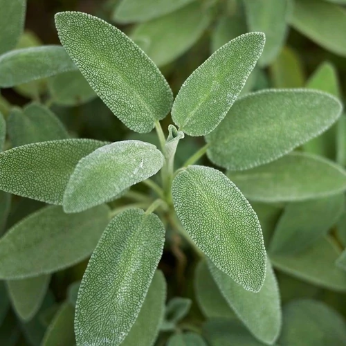 Salvia officinalis