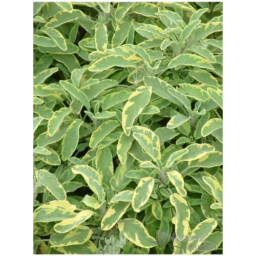 Salvia officinalis 'Variegata'