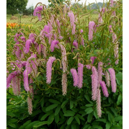 Sanguisorba hakusanensis 'Lilac Squirrel'