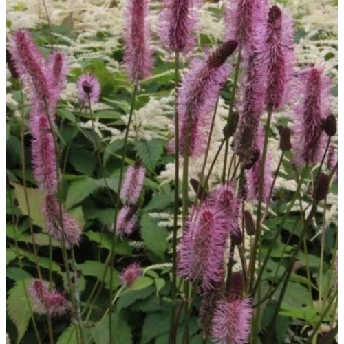 Sanguisorba menziensii 'Wake Up'