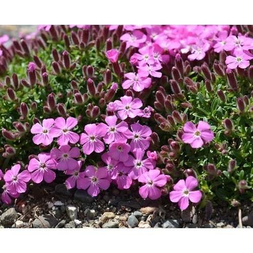 Saponaria 'Bressingham'