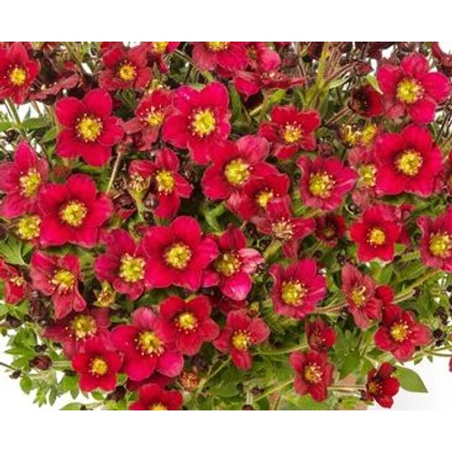 Saxifraga arendsii 'Alpino Early Deep Red'
