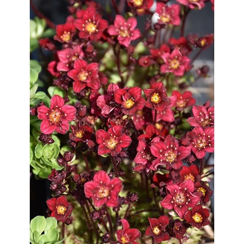 Saxifraga arendsii 'Alpino Red'