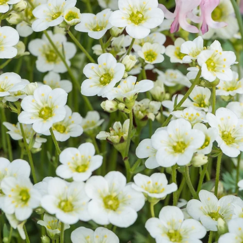 Saxifraga arendsii 'Limerock'