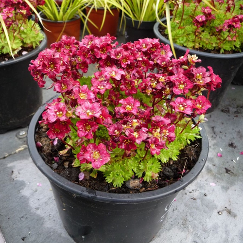 Saxifraga arendsii 'Luschtinetz'
