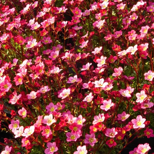 Saxifraga arendsii 'Peter Pan'