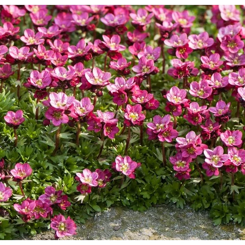 Saxifraga arendsii 'Rosenzwerg