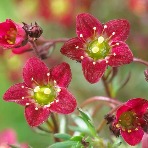 Saxifraga arendsii 'Touran Deep Red'
