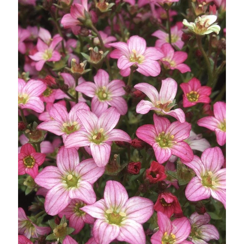Saxifraga arendsii 'Touran Pink'