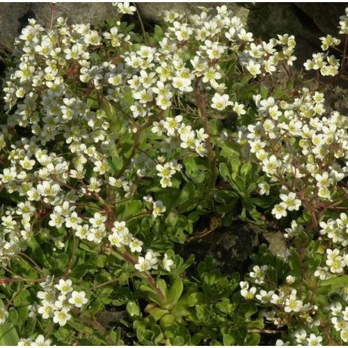 Saxifraga paniculata 'Portae'