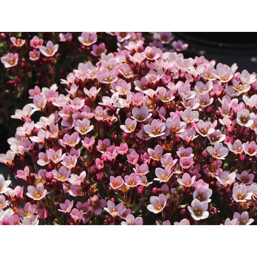 Saxifraga -Pixi Pan Appleblossom
