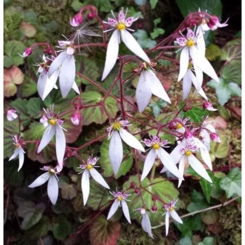 Saxifraga stolonifera