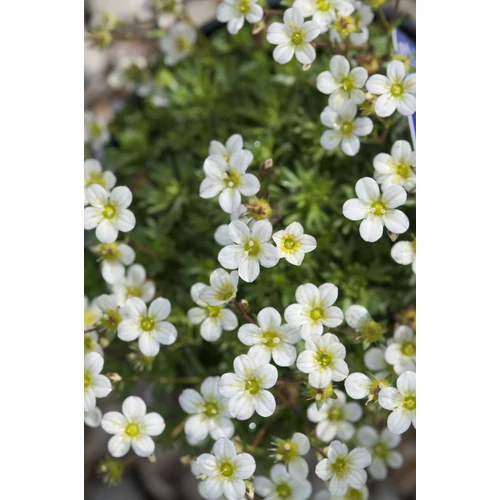 Kőtörőfű fehér - Saxifraga 'White Pixie' 5/10cm K9x9cm