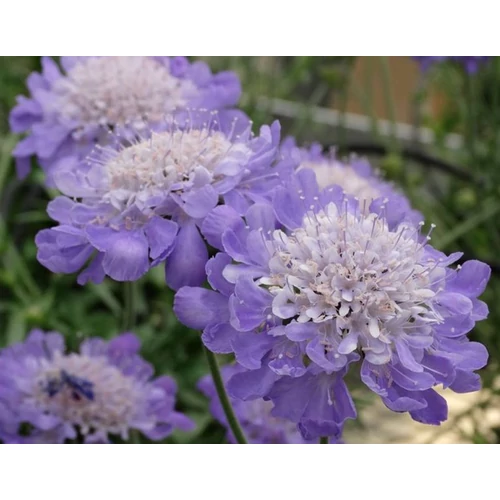 Scabiosa columbaria 'Mariposa Blue'