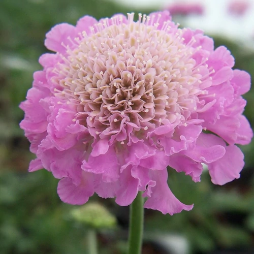 Scabiosa columbaria 'Pink Mist'